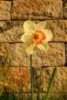 Daffodil Flower at the Wall Journal
