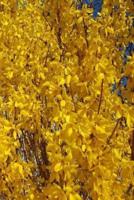 Journal Spring Forsythia Bushes