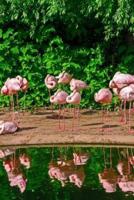 Pink Flamingo Journal