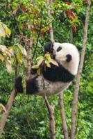 Climbing Panda