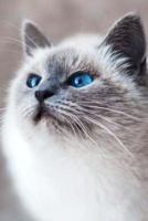 Blue Eyed Siamese Cat