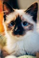 Blue Eyed Siamese Kitten