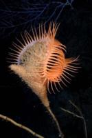 Venus Flytrap Sea Anemone Actiniaria Marine Life Journal