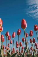 Red Tulips