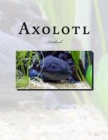 Axolotl Notebook