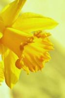 Bright Yellow Daffodils Journal