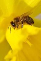 Honey Bee on a Yellow Daffodil Flower Journal