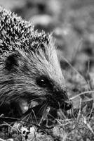 Hannah the Hedgehog Hanging Out Notebook