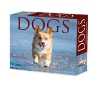 Dogs 2023 Box Calendar
