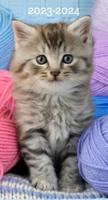 Cute as a Kitten 2023 2-Year Pocket Planner