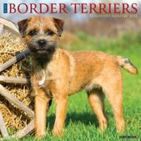 Just Border Terriers 2024 12 X 12 Wall Calendar