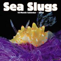 Sea Slugs 2024 12 X 12 Wall Calendar