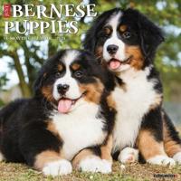 Just Bernese Mountain Puppies 2025 12 X 12 Wall Calendar