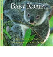 Baby Koala