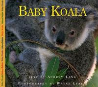 Baby Koala