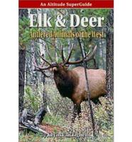 Elk And Deer