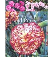 Carnations and Pinks