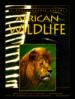 African Wildlife