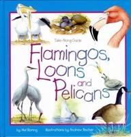 Flamingos, Loons, and Pelicans