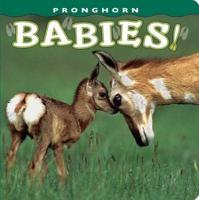 Pronghorn Babies!