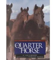 The Quarter Horse