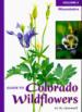 Guide to Colorado Wildflowers