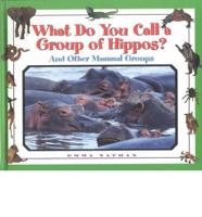 What Do You Call a Group of Hippos?