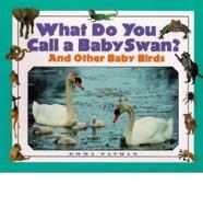 What Do You Call a Baby Swan?