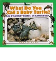 What Do You Call a Baby Turtle?