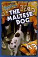 The Maltese Dog