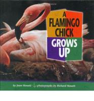 A Flamingo Chick Grows Up