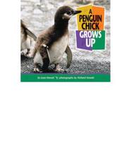 A Penguin Chick Grows Up