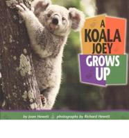 A Koala Joey Grows Up