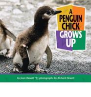 A Penguin Chick Grows Up