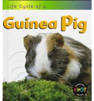 Life Cycle of a Guinea Pig