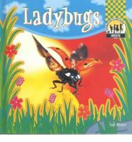 Ladybugs