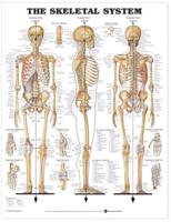 The Skeletal System 3D Raised Relief Chart