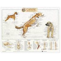 Canine Skeletal System Anatomical Chart