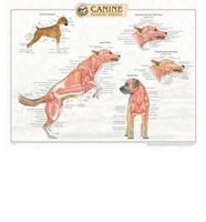 Canine Muscular Anatomy Chart