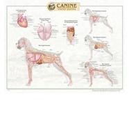 Canine Internal Organ Anatomy Chart