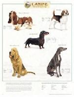 Canine Hound Group