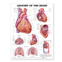 Anatomy of the Heart Anatomical Chart