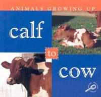 Calf to Cow