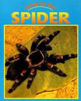 Caring for Your Spider