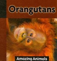 Orangutans