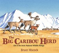 Big Caribou Herd