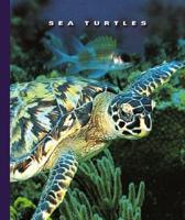 Sea Turtles