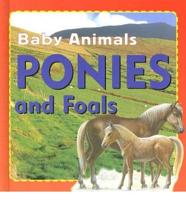 Ponies and Foals