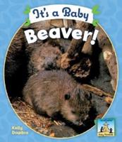 It's a Baby Beaver!