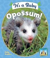 It's a Baby Opossum!